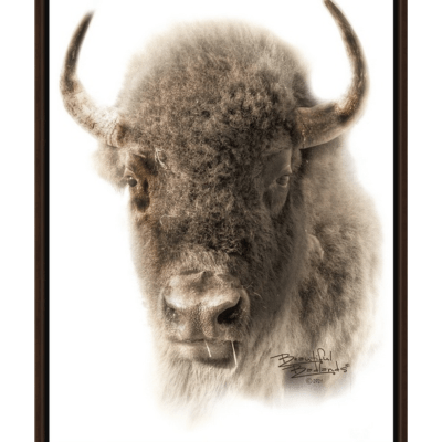 Bison Portrait in Sepia Walnut Floating Frame Canvas Wrap