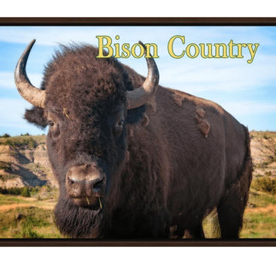 Bison Country! Bison Up Close in Color with Gold Text Walnut Floating Frame Canvas