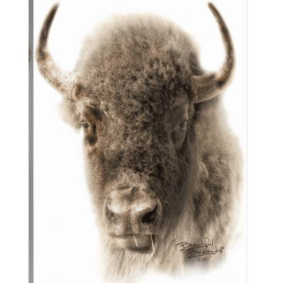 Bison Portrait in Sepia Canvas Wrap