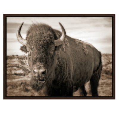 Bison Up Close!   Our Signature Sepia Image!    Walnut Floating Frame Canvas Wrap